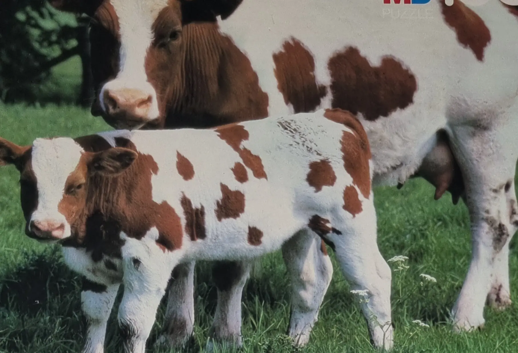 MB Family Puzzle 100 Teile 3497 Rinder